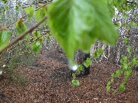 Serra_delle_Concazze - 20100425 003.jpg